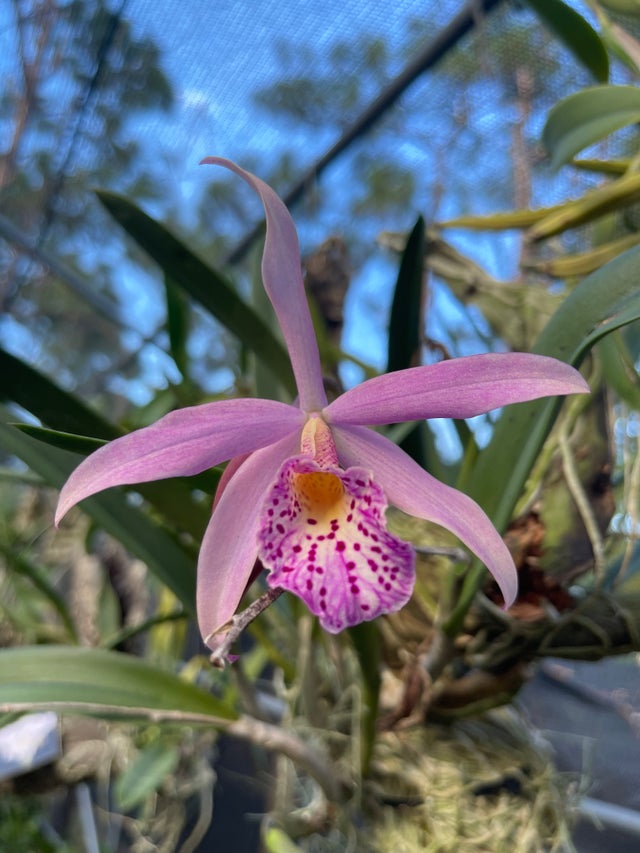 Cattleya Alliance | C.R. Orchid Nursery