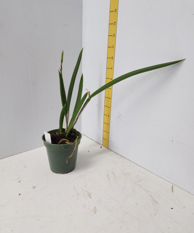 Cattleya Alliance | C.R. Orchid Nursery