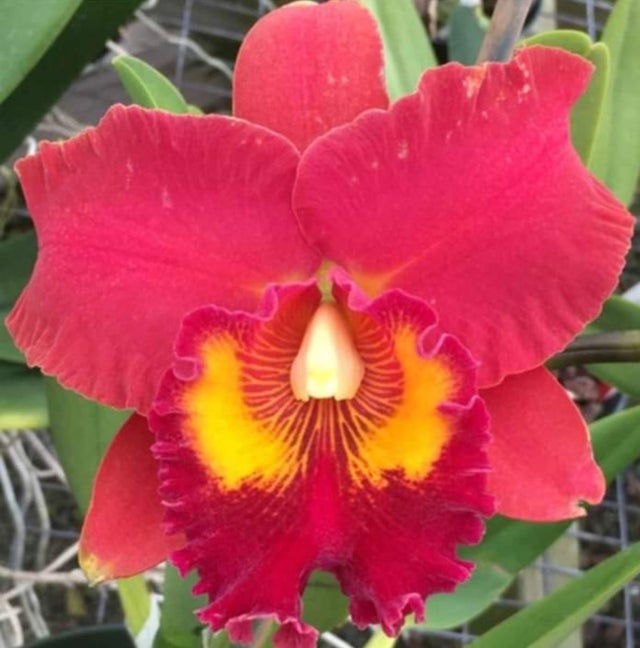 111 タケノコラン　Clowesia 'Queen Canon (OG) 111 タケノコラン Clowesia 'Queen Canon (OG)