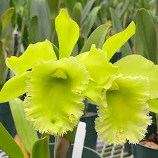 111 タケノコラン　Clowesia 'Queen Canon (OG) 111 タケノコラン Clowesia 'Queen Canon (OG) 111 タケノコラン