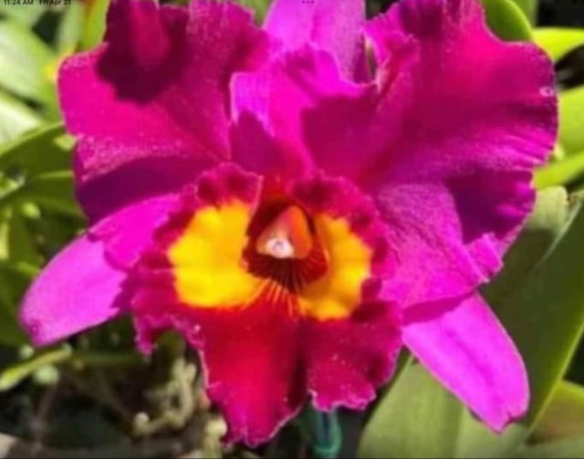 ゼクシィ掲載flua 2way Milky orchid ゼクシィ掲載flua 2way Milky orchid