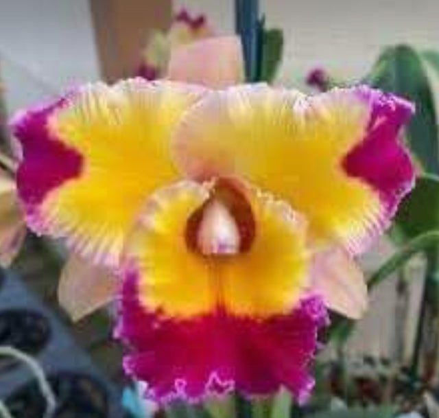 REGAL】チロリアン☆EAST COAST COLLECTION☆24.5 Cattleya Alliance