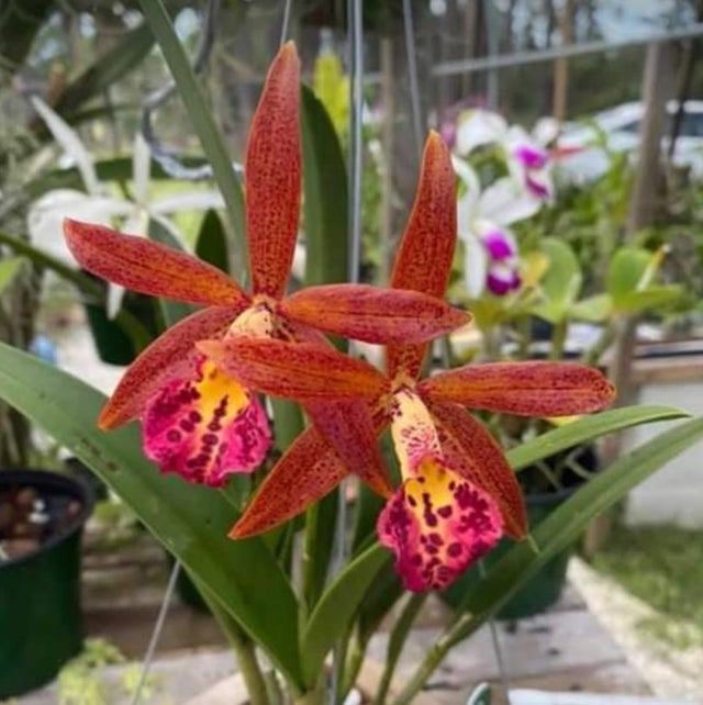 111 タケノコラン　Clowesia 'Queen Canon (OG) Cattleya Alliance | C.R. Orchid Nursery