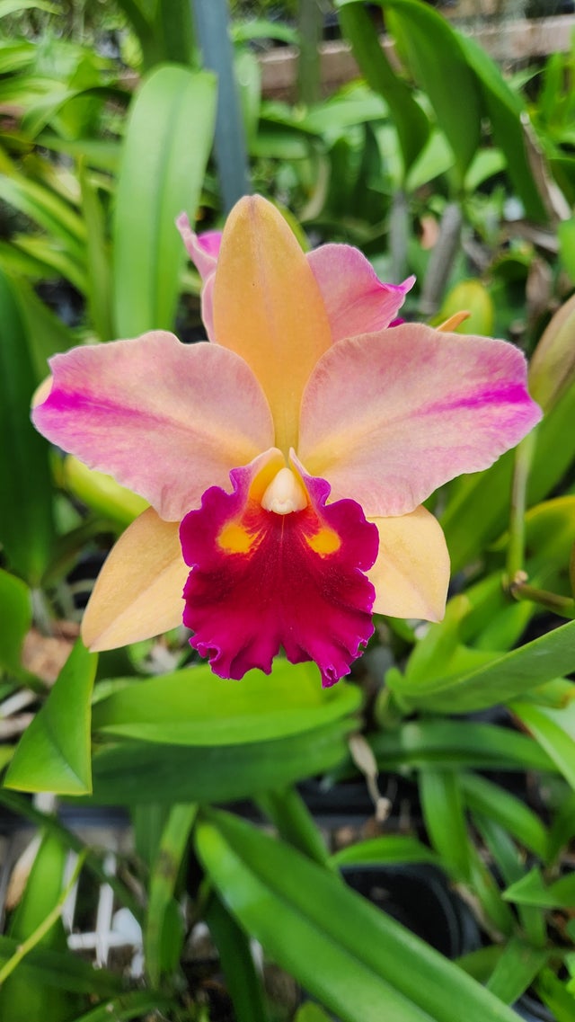 ゼクシィ掲載flua 2way Milky orchid ゼクシィ掲載flua 2way Milky orchid