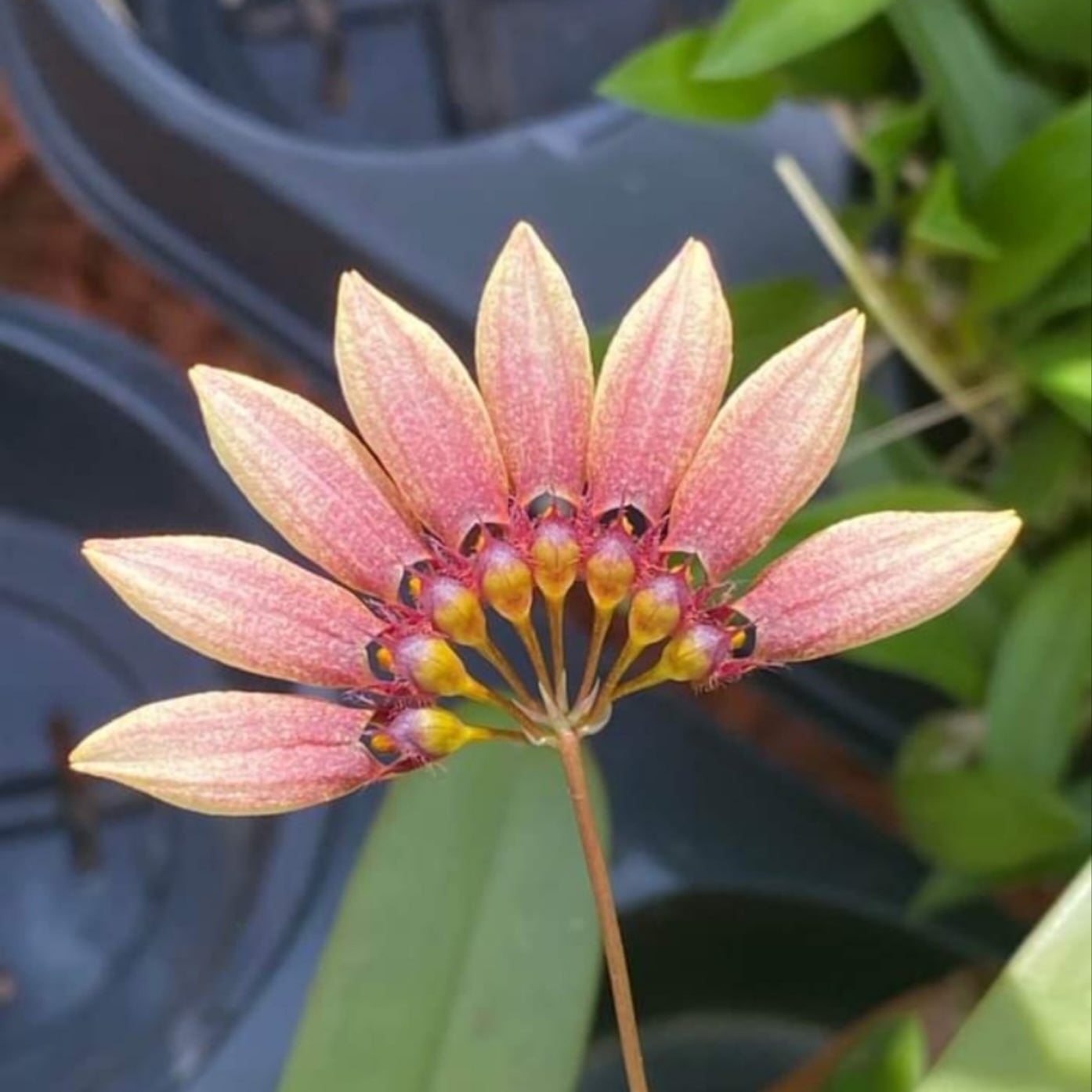 Bulbophyllum Daisy Chain | C.R. Orchid Nursery